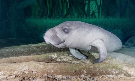The National Aquarium Abu Dhabi Provides Home to two Manatees and initiates conservation project in West Africa: A Tale of Safeguarding their Species